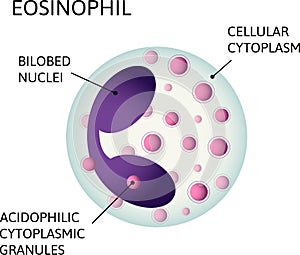 Monocytes, variety of white blood cells. Consist of Acidophilic cytoplasmic granules, Cellular cytoplasm, Bilobed nuclei photo