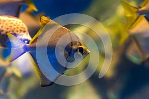 Monodactylus argenteus or silver moony fish