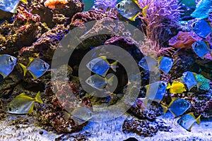 Monodactylus argenteus, silver moonyfish, silver moony, butter bream, diamondfish in aquarium