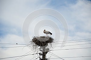 A monogamous breeder. Stork family. Large migratory bird with black and white plumage. Stork in stick nest on electrci pole. White
