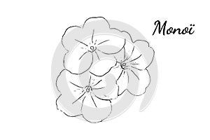 Monoi vanila Flower drawing