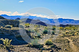 The Mojave Desert near Kingman, Arizona, USA, with chollas and other desert vegetation photo