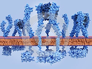 Activated tumor necrosis factor TNF receptors with TNF bound  and inactivated monomeric receptors
