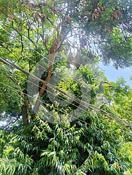 Monoon longifolium tree