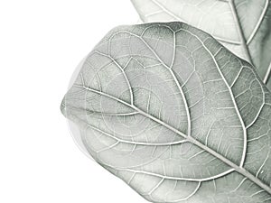 Monotone color leaves background