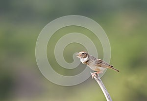 Monotonous Lark sitting on a perch