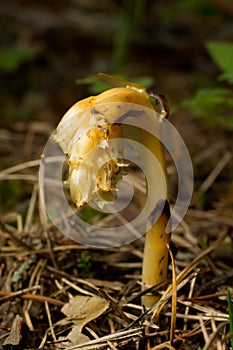 Monotropa hypopitys