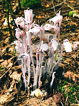 Monotropastrum humile growing in Mount Willard Trail