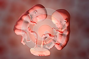 Monozygotic twins in uterus with single placenta, 3D illustration. Human embryos at the age of 8 weeks
