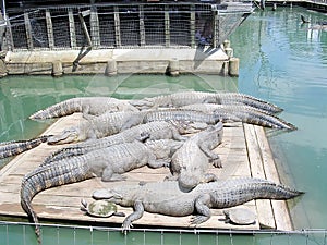 Monroe Alligator Park 2003