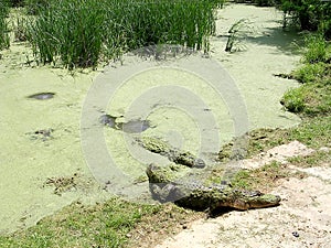 Monroe crocodiles in img