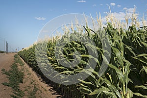 Monsanto GMO Corn Field