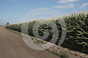 Monsanto GMO Corn Field