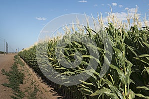 Monsanto GMO Corn Field photo