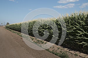 Monsanto GMO Corn Field photo