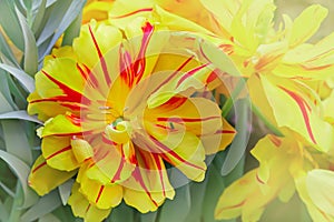 Monsella Double Early Tulip. Tulips with Red and Yellow Stripes in garden