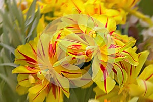Monsella Double Early Tulip. Tulips with Red and Yellow Stripes in garden