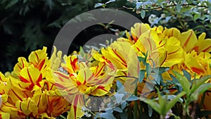 Monsella Double Early Tulip. Tulips with Red and Yellow Stripes in garden