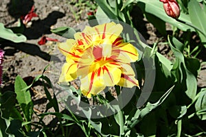 Monsella terry tulip