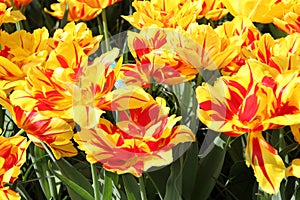 Monsella Tulips - Spring Bloomer