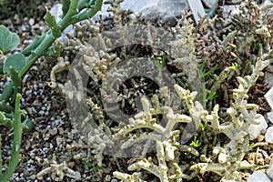 Monsonia geraniaceae desert plant flower close up