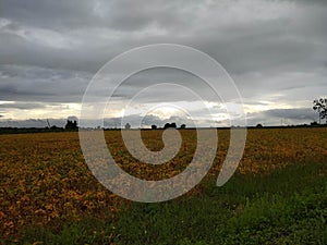 Monsoon clouds with silver lining over soybean field