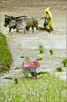 Monsoon Farming