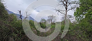 monsoon forest in Baluran National Park, Banyuwangi, East Java