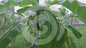 Monsoon Rain falling on Banana Tree on a garden during heavy rainy season. Nature Background