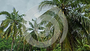Monsoon rain falling On Palm Tree Leaves