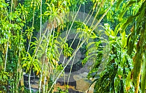 Monsoon rain Tar Nim Waterfall Secret Magic Garden Koh Samui