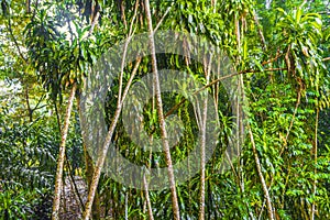 Monsoon rain Tar Nim Waterfall Secret Magic Garden Koh Samui