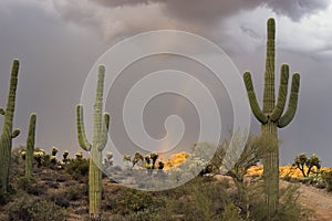 Monsoon Rainbow