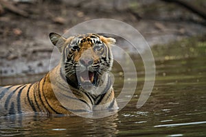 In a monsoon season and on a rainy day this male tiger cub relaxing in nature at ranthambore tiger reserve, India