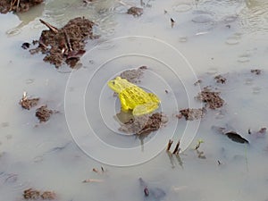 Indian frog yellow colour season of monsoon photo