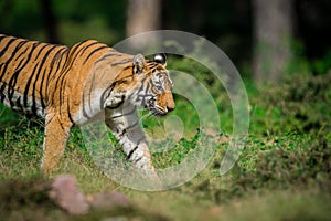 After monsoon sighting, A tigress marking her territory at Ranthambore National Park, India