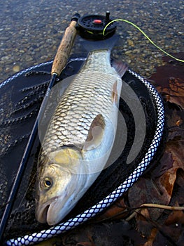 Monster chub photo