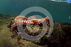 The monster of the lake