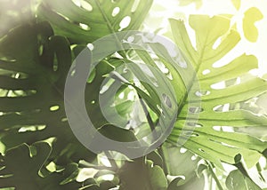 Monster leaves tropical gren background with sunlight, palm leaf summer