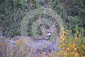 Monster Muley