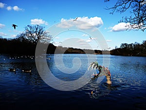 Monster In The Water