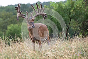 Monster whitetail buck in velvet