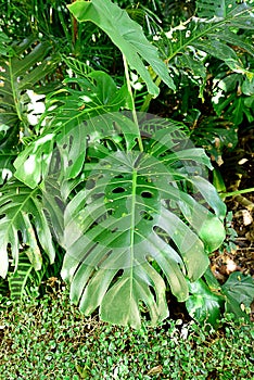 Monstera