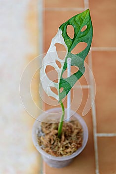 Monstera adansonii albo  variegated giant photo