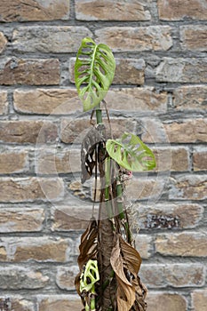 Monstera Adansonii dormant in winter