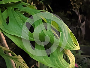 Monstera Adansonii Leaves Close-up