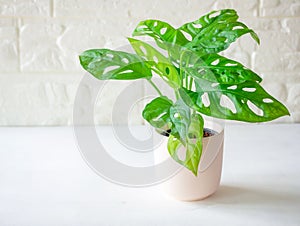 Monstera adansonii (Monstera Obliqua Miq) \