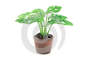 Monstera adansonii Monstera Obliqua Miq `Monkey leaf` swiss cheese plant in brown pot and sprinkled with black stone isolated