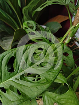 Monstera adoni leaves from Purworejo, Central Java, Indonesia