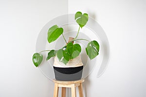 Monstera Alba in a pot. Popular variegated house plant. Monstera Deliciosa Albo tropical trendy houseplant photo